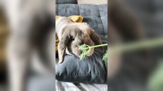 [42 of 485 VIds] Theemilylynne (Emily Lynne aka the.emilylynne) OnlyFans Leaks Nude