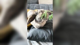 [42 of 485 VIds] Theemilylynne (Emily Lynne aka the.emilylynne) OnlyFans Leaks Nude