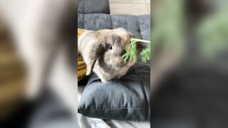 [42 of 485 VIds] Theemilylynne (Emily Lynne aka the.emilylynne) OnlyFans Leaks Nude