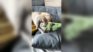 [42 of 485 VIds] Theemilylynne (Emily Lynne aka the.emilylynne) OnlyFans Leaks Nude