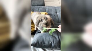 [42 of 485 VIds] Theemilylynne (Emily Lynne aka the.emilylynne) OnlyFans Leaks Nude