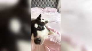 [1005 of 3935 Vids] Bree Louise (bree_louisexoxo aka breebbydance) OnlyFans Leaks Nude