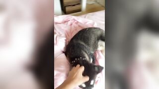 [1005 of 3935 Vids] Bree Louise (bree_louisexoxo aka breebbydance) OnlyFans Leaks Nude