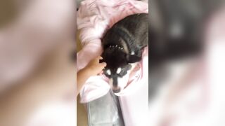 [1005 of 3935 Vids] Bree Louise (bree_louisexoxo aka breebbydance) OnlyFans Leaks Nude