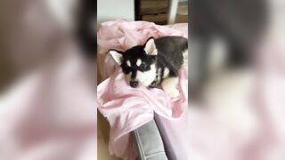 [1005 of 3935 Vids] Bree Louise (bree_louisexoxo aka breebbydance) OnlyFans Leaks Nude