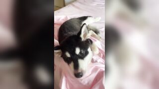 [1005 of 3935 Vids] Bree Louise (bree_louisexoxo aka breebbydance) OnlyFans Leaks Nude