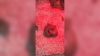 [1406 of 3935 Vids] Bree Louise (bree_louisexoxo aka breebbydance) OnlyFans Leaks Nude