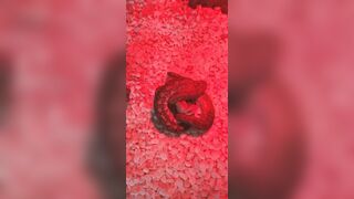 [1406 of 3935 Vids] Bree Louise (bree_louisexoxo aka breebbydance) OnlyFans Leaks Nude