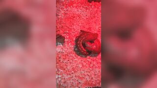 [1406 of 3935 Vids] Bree Louise (bree_louisexoxo aka breebbydance) OnlyFans Leaks Nude