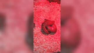 [1406 of 3935 Vids] Bree Louise (bree_louisexoxo aka breebbydance) OnlyFans Leaks Nude