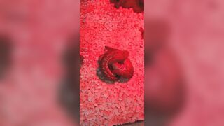 [1406 of 3935 Vids] Bree Louise (bree_louisexoxo aka breebbydance) OnlyFans Leaks Nude