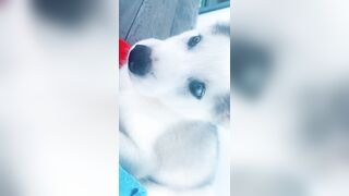 [1427 of 3935 Vids] Bree Louise (bree_louisexoxo aka breebbydance) OnlyFans Leaks Nude