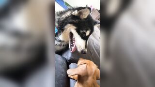 [1781 of 3935 Vids] Bree Louise (bree_louisexoxo aka breebbydance) OnlyFans Leaks Nude