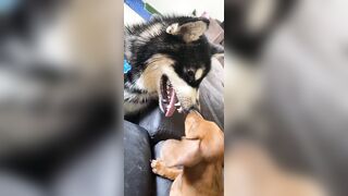 [1781 of 3935 Vids] Bree Louise (bree_louisexoxo aka breebbydance) OnlyFans Leaks Nude