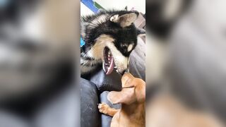 [1781 of 3935 Vids] Bree Louise (bree_louisexoxo aka breebbydance) OnlyFans Leaks Nude