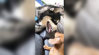 [1781 of 3935 Vids] Bree Louise (bree_louisexoxo aka breebbydance) OnlyFans Leaks Nude