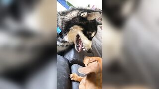 [1781 of 3935 Vids] Bree Louise (bree_louisexoxo aka breebbydance) OnlyFans Leaks Nude