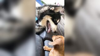 [1781 of 3935 Vids] Bree Louise (bree_louisexoxo aka breebbydance) OnlyFans Leaks Nude