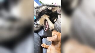 [1781 of 3935 Vids] Bree Louise (bree_louisexoxo aka breebbydance) OnlyFans Leaks Nude