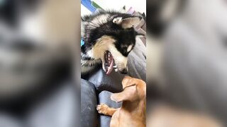 [1781 of 3935 Vids] Bree Louise (bree_louisexoxo aka breebbydance) OnlyFans Leaks Nude