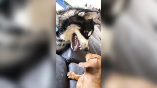 [1781 of 3935 Vids] Bree Louise (bree_louisexoxo aka breebbydance) OnlyFans Leaks Nude