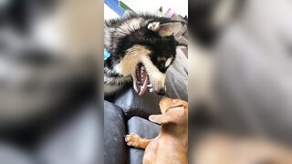 [1781 of 3935 Vids] Bree Louise (bree_louisexoxo aka breebbydance) OnlyFans Leaks Nude