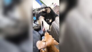 [1781 of 3935 Vids] Bree Louise (bree_louisexoxo aka breebbydance) OnlyFans Leaks Nude