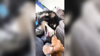 [1781 of 3935 Vids] Bree Louise (bree_louisexoxo aka breebbydance) OnlyFans Leaks Nude