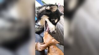 [1781 of 3935 Vids] Bree Louise (bree_louisexoxo aka breebbydance) OnlyFans Leaks Nude