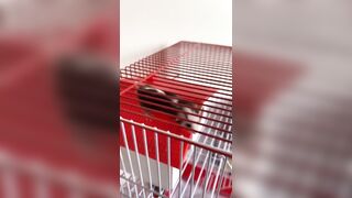 [2149 of 3935 Vids] Bree Louise (bree_louisexoxo aka breebbydance) OnlyFans Leaks Nude