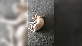 [2186 of 3935 Vids] Bree Louise (bree_louisexoxo aka breebbydance) OnlyFans Leaks Nude