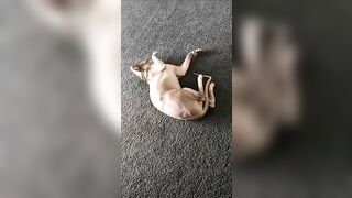 [2186 of 3935 Vids] Bree Louise (bree_louisexoxo aka breebbydance) OnlyFans Leaks Nude