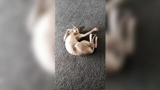 [2186 of 3935 Vids] Bree Louise (bree_louisexoxo aka breebbydance) OnlyFans Leaks Nude