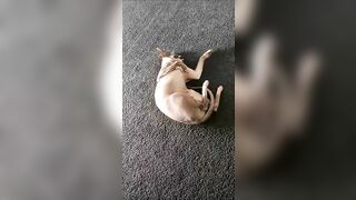 [2186 of 3935 Vids] Bree Louise (bree_louisexoxo aka breebbydance) OnlyFans Leaks Nude