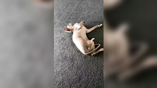 [2186 of 3935 Vids] Bree Louise (bree_louisexoxo aka breebbydance) OnlyFans Leaks Nude