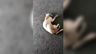 [2186 of 3935 Vids] Bree Louise (bree_louisexoxo aka breebbydance) OnlyFans Leaks Nude