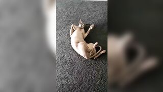 [2186 of 3935 Vids] Bree Louise (bree_louisexoxo aka breebbydance) OnlyFans Leaks Nude