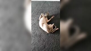 [2186 of 3935 Vids] Bree Louise (bree_louisexoxo aka breebbydance) OnlyFans Leaks Nude