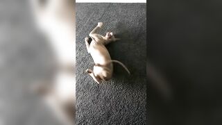 [2186 of 3935 Vids] Bree Louise (bree_louisexoxo aka breebbydance) OnlyFans Leaks Nude