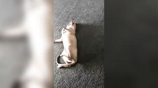 [2186 of 3935 Vids] Bree Louise (bree_louisexoxo aka breebbydance) OnlyFans Leaks Nude