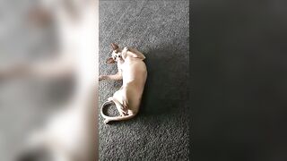 [2186 of 3935 Vids] Bree Louise (bree_louisexoxo aka breebbydance) OnlyFans Leaks Nude