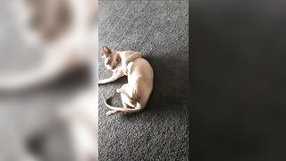 [2186 of 3935 Vids] Bree Louise (bree_louisexoxo aka breebbydance) OnlyFans Leaks Nude