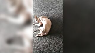 [2186 of 3935 Vids] Bree Louise (bree_louisexoxo aka breebbydance) OnlyFans Leaks Nude