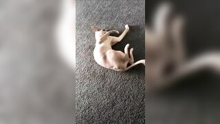 [2186 of 3935 Vids] Bree Louise (bree_louisexoxo aka breebbydance) OnlyFans Leaks Nude