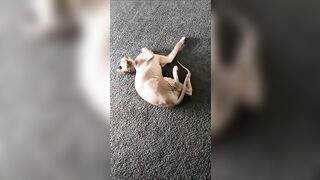 [2186 of 3935 Vids] Bree Louise (bree_louisexoxo aka breebbydance) OnlyFans Leaks Nude