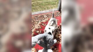 [2238 of 3935 Vids] Bree Louise (bree_louisexoxo aka breebbydance) OnlyFans Leaks Nude