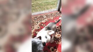 [2238 of 3935 Vids] Bree Louise (bree_louisexoxo aka breebbydance) OnlyFans Leaks Nude