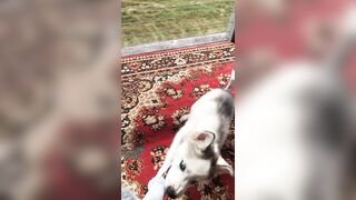 [2238 of 3935 Vids] Bree Louise (bree_louisexoxo aka breebbydance) OnlyFans Leaks Nude