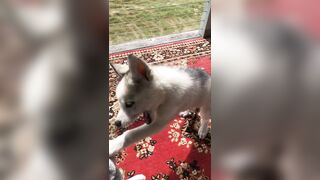 [2238 of 3935 Vids] Bree Louise (bree_louisexoxo aka breebbydance) OnlyFans Leaks Nude