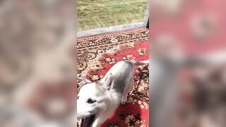 [2238 of 3935 Vids] Bree Louise (bree_louisexoxo aka breebbydance) OnlyFans Leaks Nude